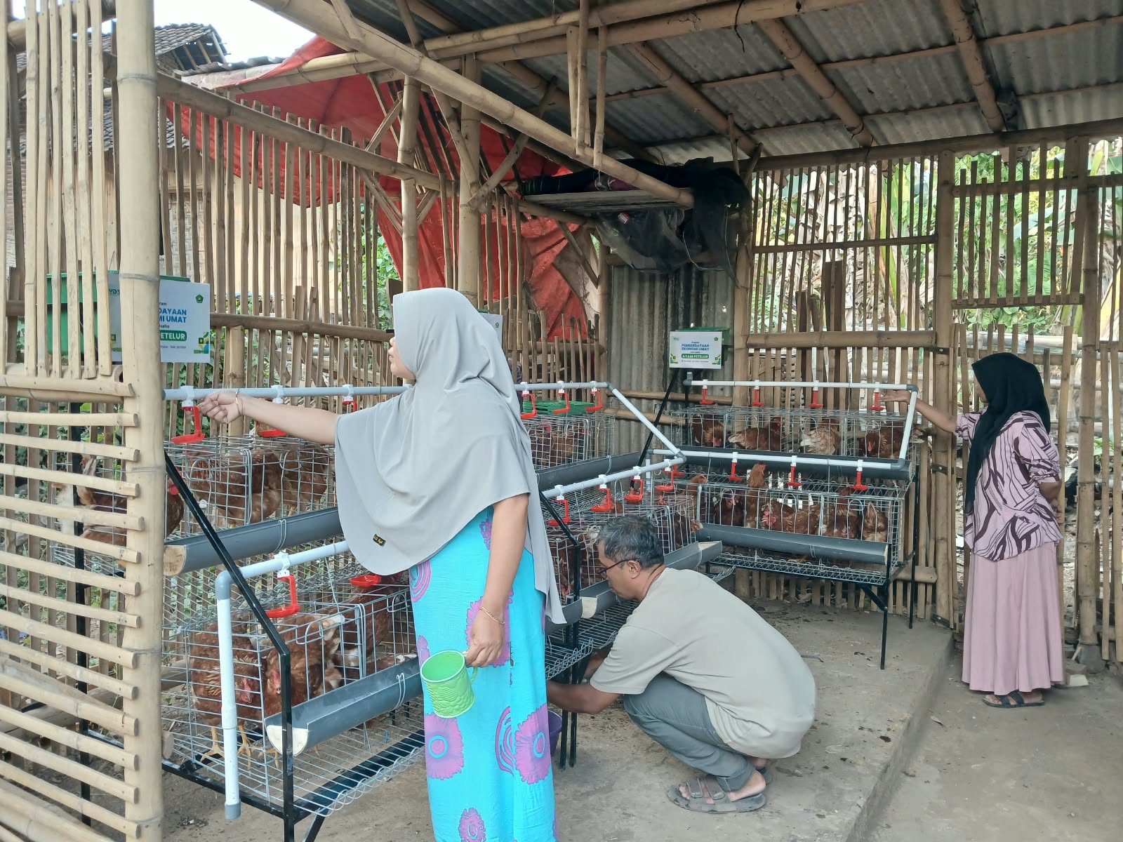 Program Ternak Ayam Petelur Jadi Kemandirian Ekonomi Dhuafa