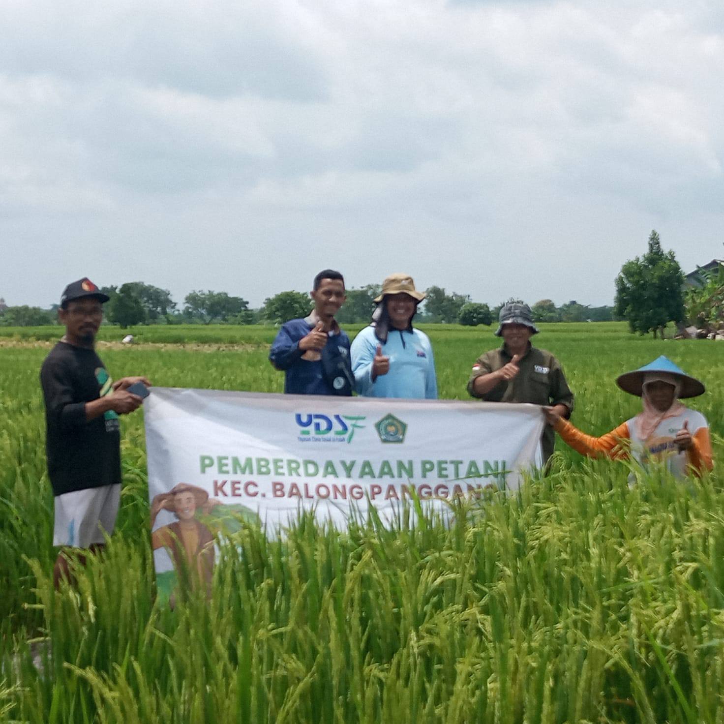 YDSF Kembangkan Beras Sehat melalui Program Pemberdayaan Petani di Gresik