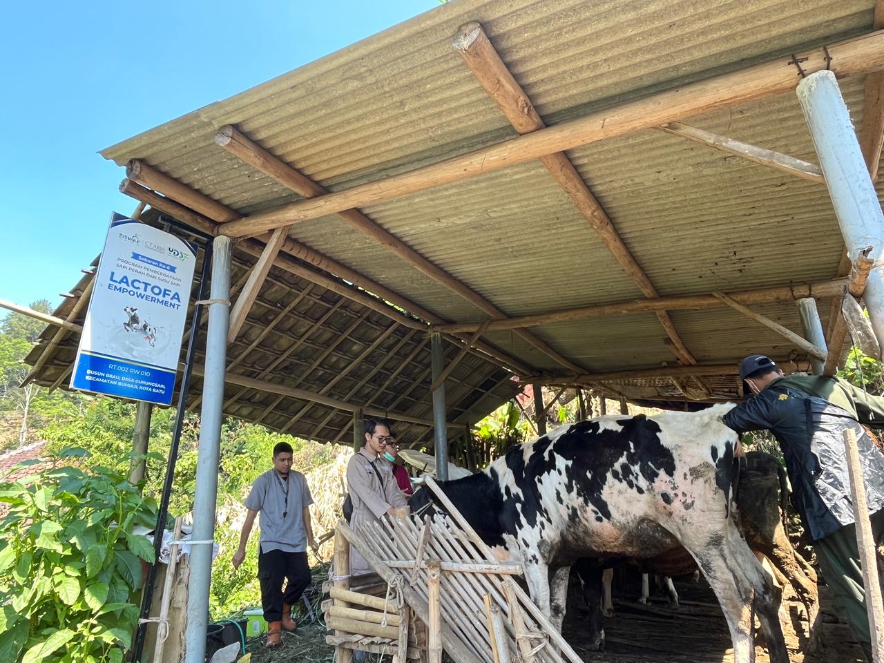 Tunjukkan Hasil Positif, Tiga Sapi Program Lactofa Empowerment Dipastikan Bunting