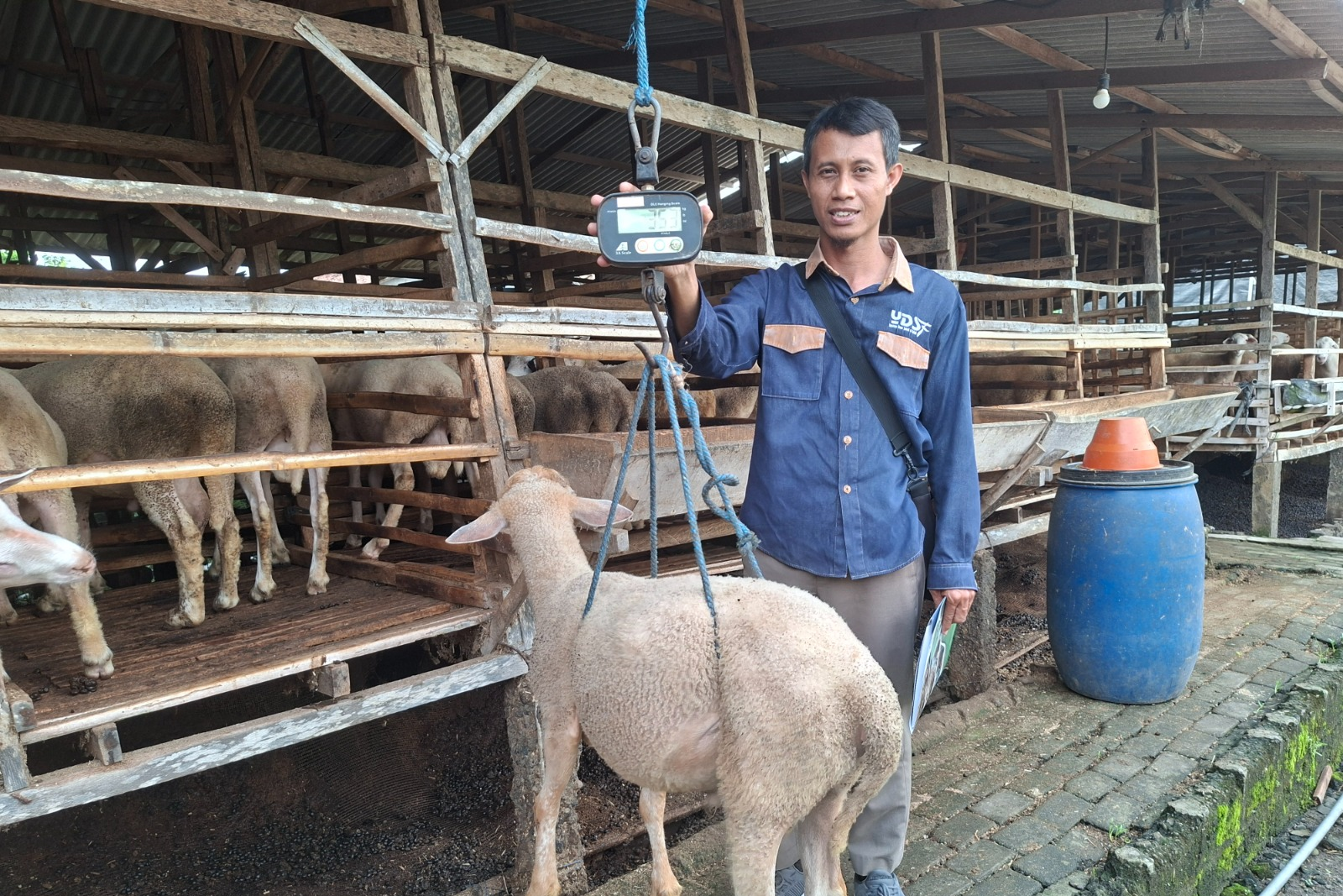 Supervisi Kandang Qurban, Pastikan Sesuai Bobot dan Syariat