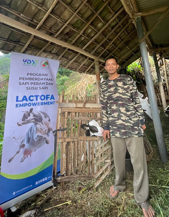 Sapi Perah Pemberdayaan YDSF Lahirkan 1 Ekor Anak