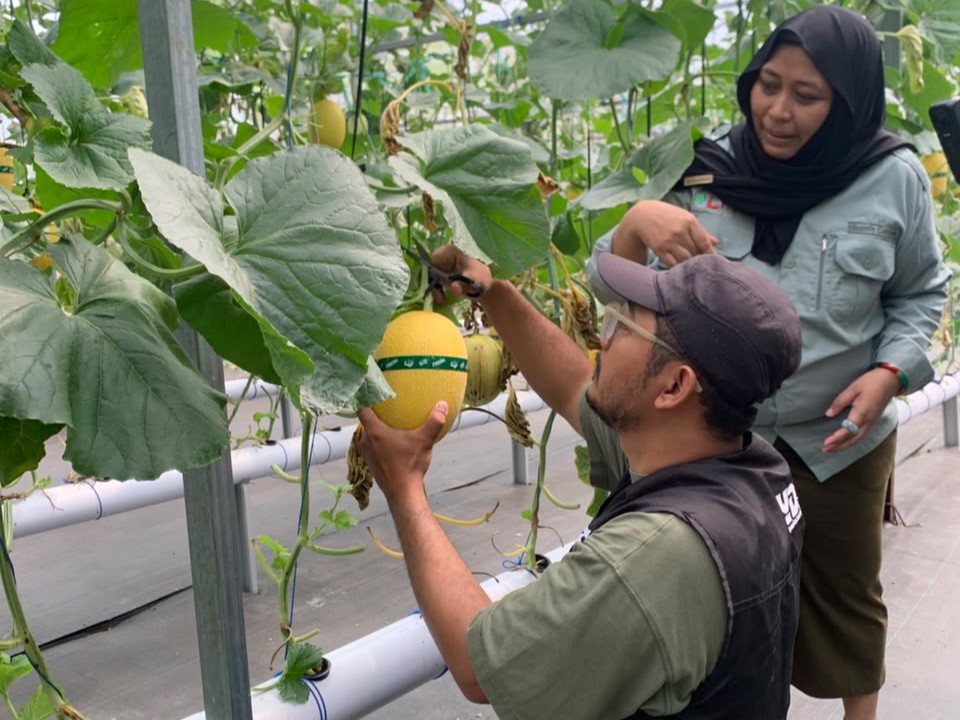 Panen Melon Hidroponik, Kemandirian Pesantren Terus Tumbuh